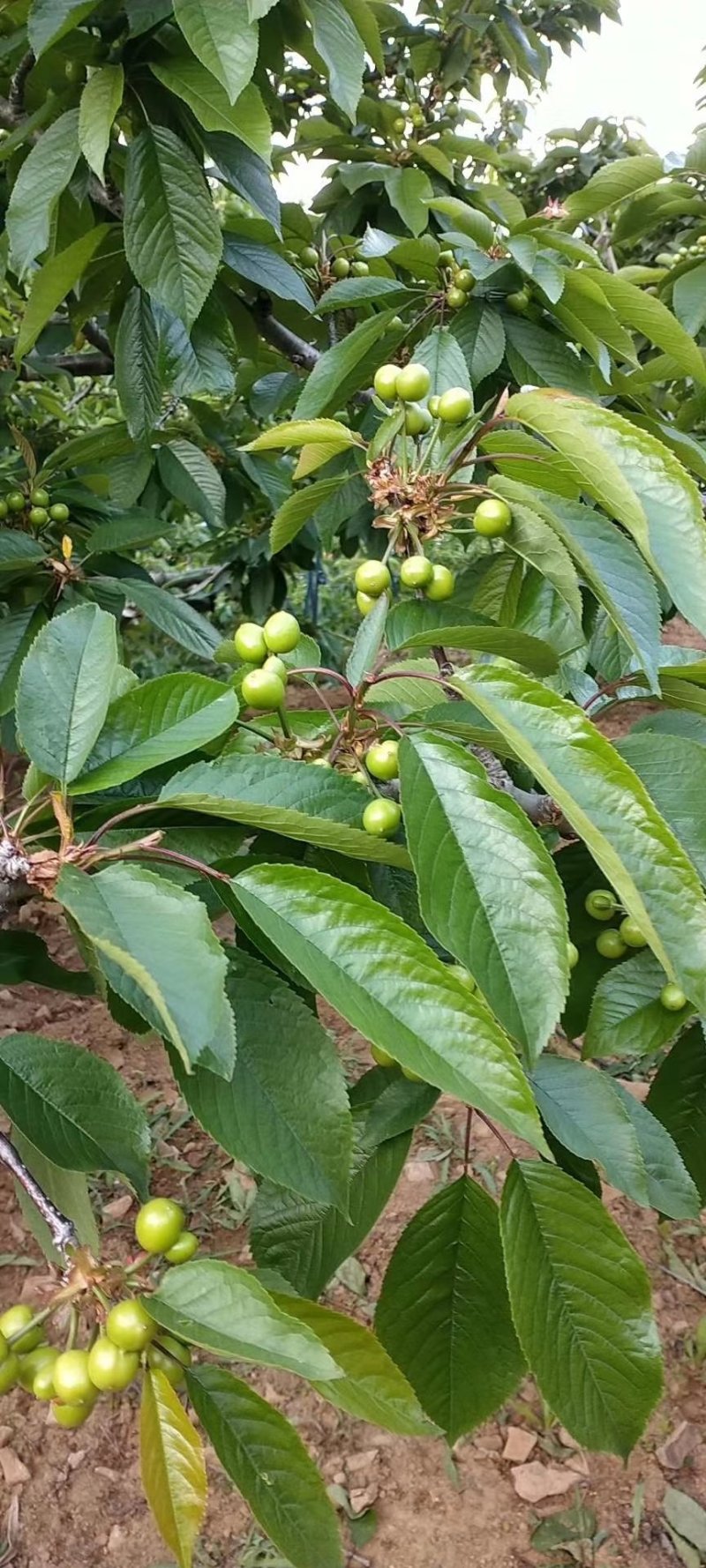 新加坡进口膨化磷酸二氢钾，适合飞防，性价比高