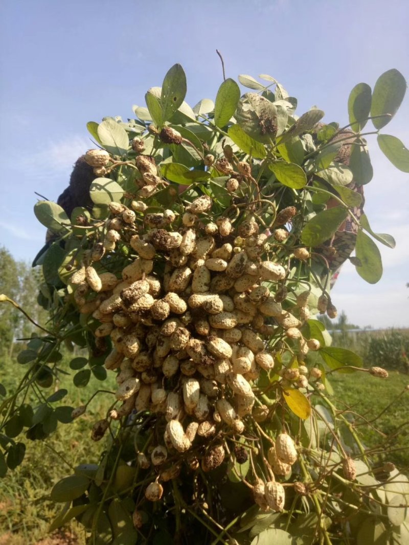 新加坡进口膨化磷酸二氢钾，适合飞防，性价比高