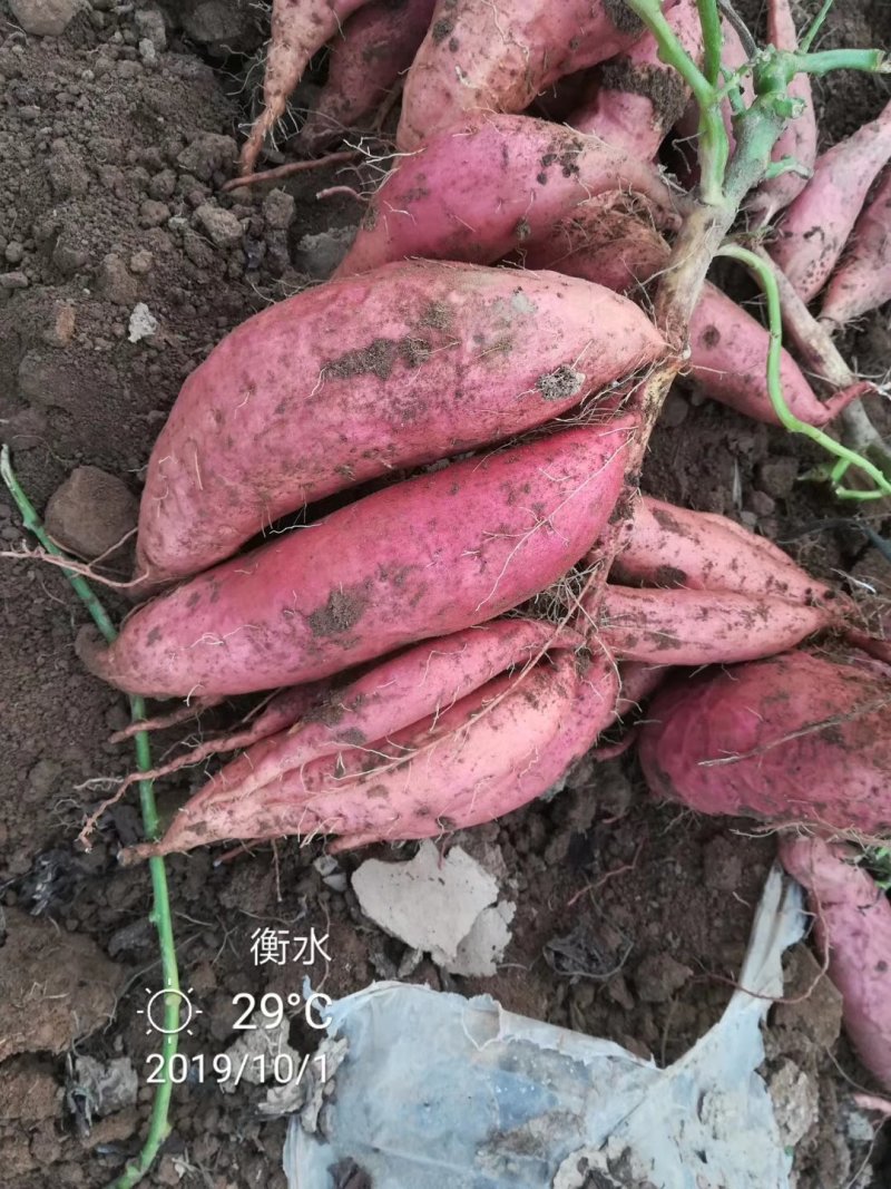 新加坡进口膨化磷酸二氢钾，适合飞防，性价比高