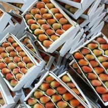 云南四季草莓种植基地长期供应大量有货