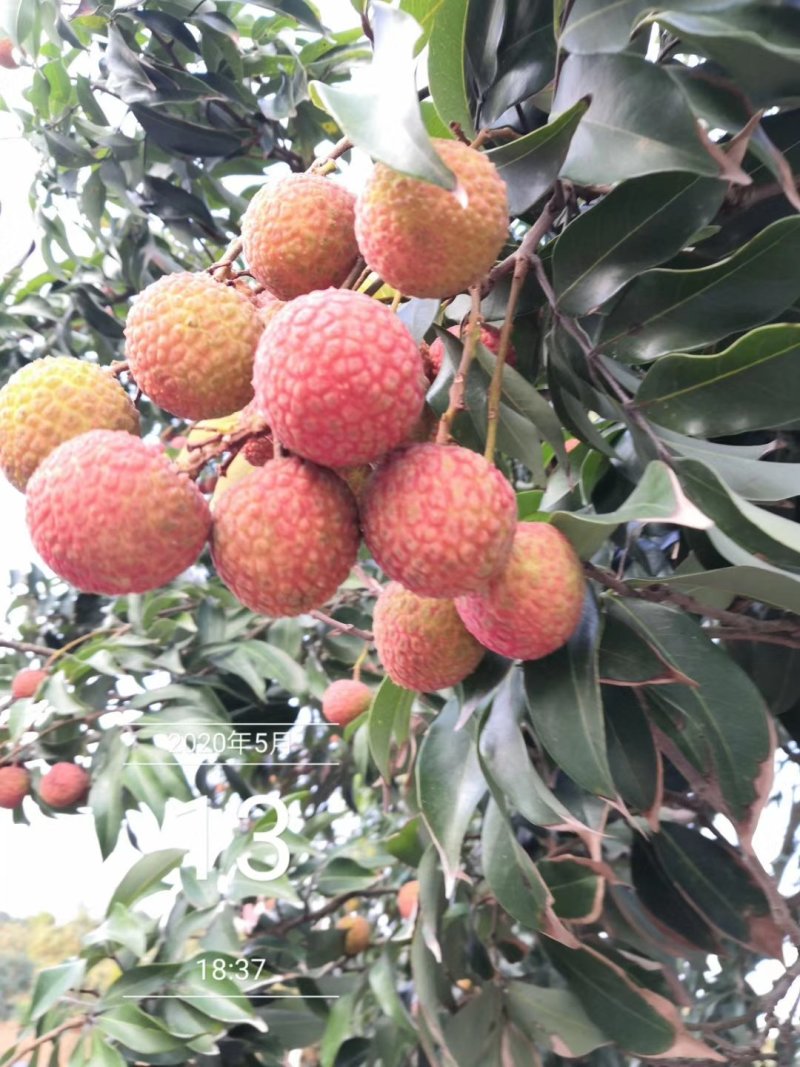 【原产地直发】荔枝鲜果高州白糖罂妃子笑非徐闻海南货