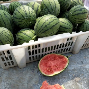 睢县丰年瓜果种植基地精品西瓜礼品小吊瓜现已上市
