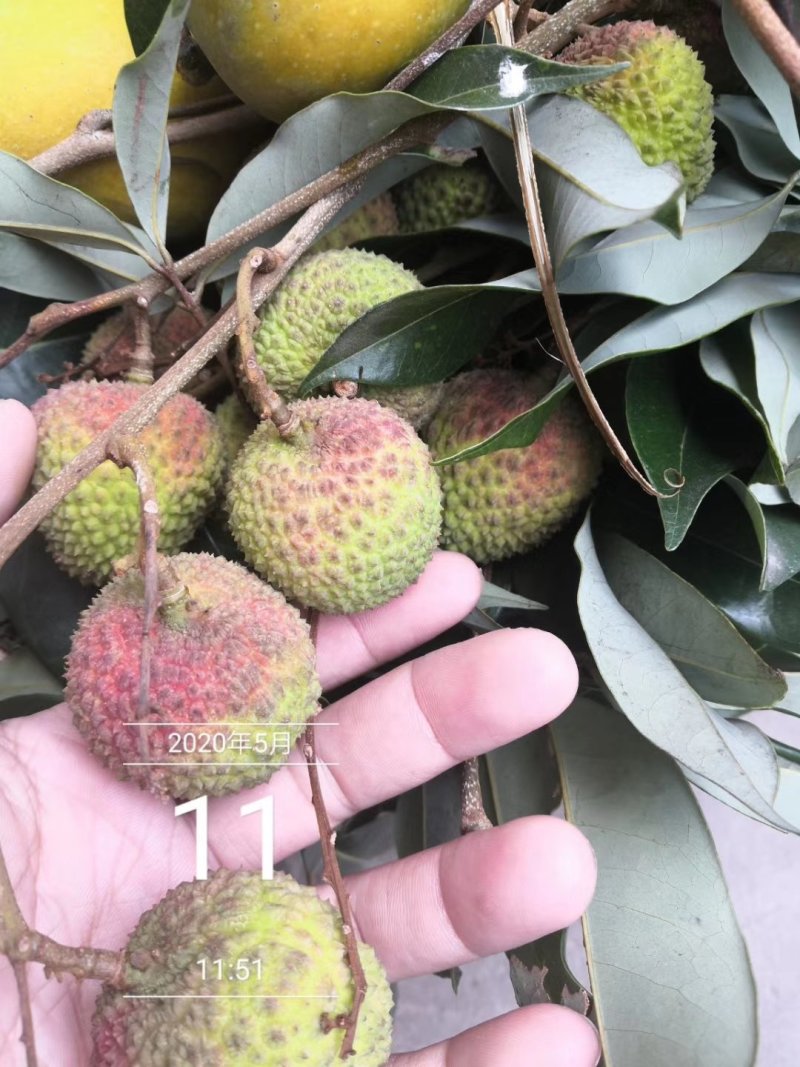 【原产地直发】荔枝鲜果高州白糖罂妃子笑非徐闻海南货