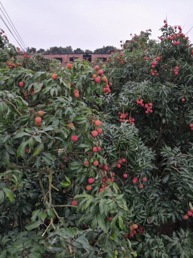 【原产地直发】荔枝鲜果高州白糖罂妃子笑非徐闻海南货