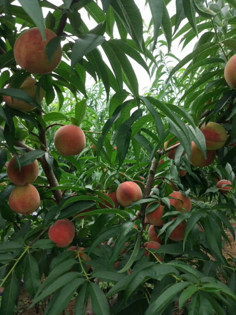 砂子岗村张芳水果代办