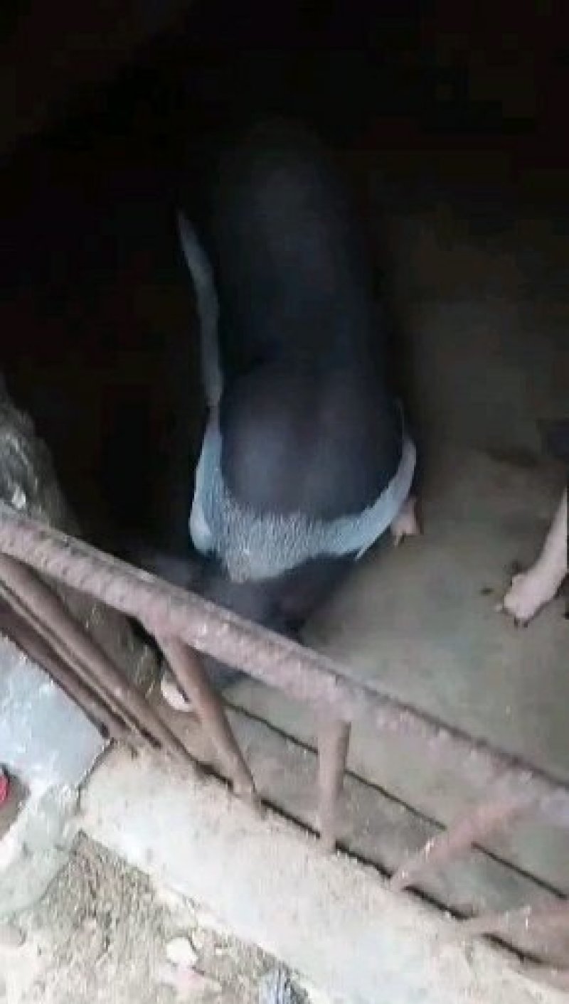 陆川猪，仔猪，小母猪，小花猪各样各种品种的