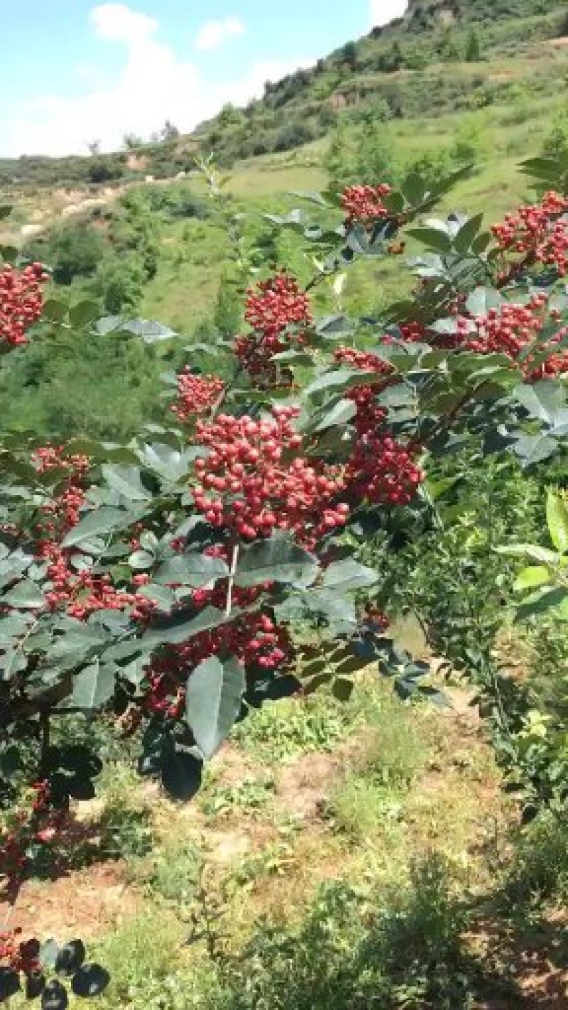 花椒优质干秋椒红麻椒梅花椒麻度高代收代发诚信经营