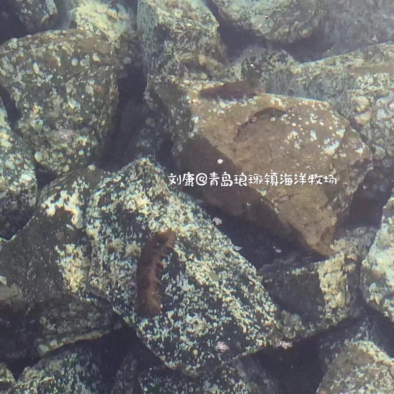 【🔥顺丰包邮】[青岛琅琊][源头厂货]淡干海参一件代发