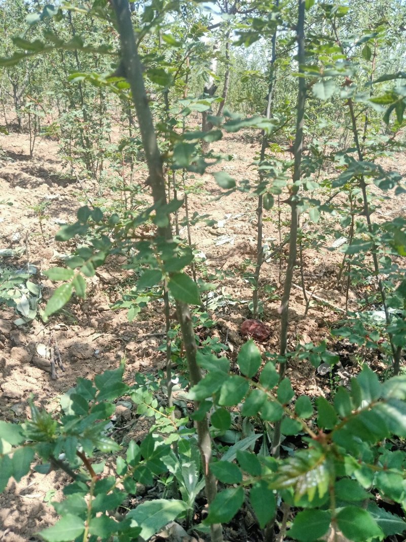 花椒苗大红袍花椒树苗六月伏椒狮子头花椒苗南北方当年结果