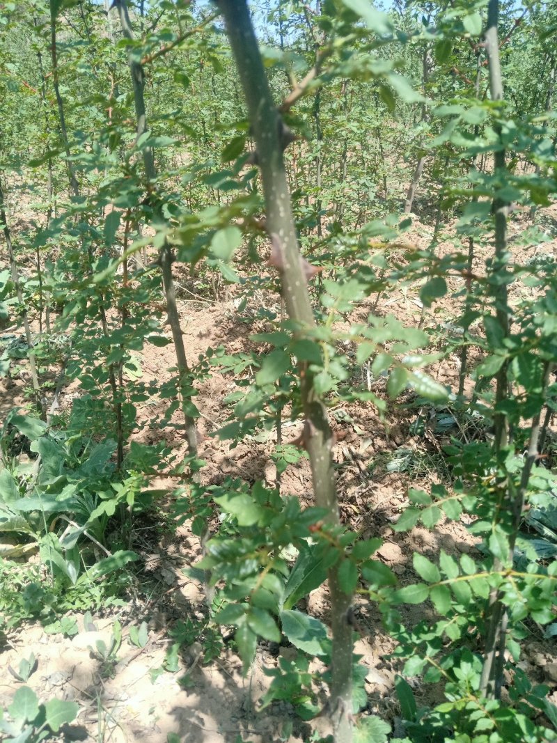 花椒苗大红袍花椒苗狮子头花椒苗包成活提供技术指导