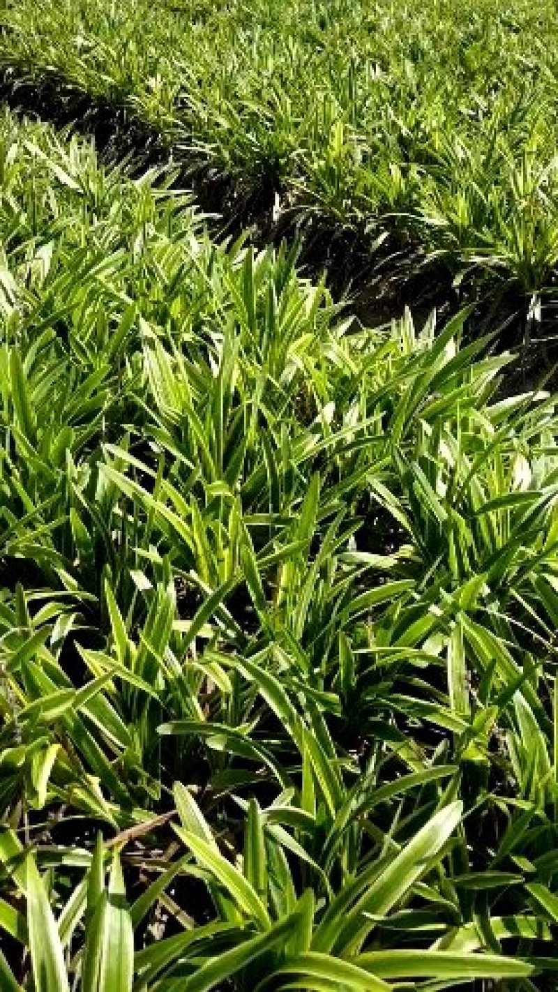 金边麦冬，基地现货大量有货，金边阔叶麦冬