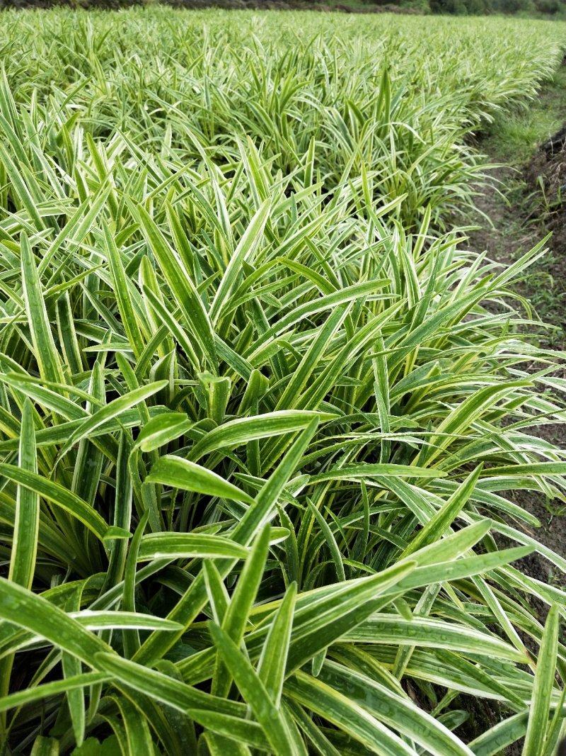 金边麦冬，基地现货大量有货，金边阔叶麦冬