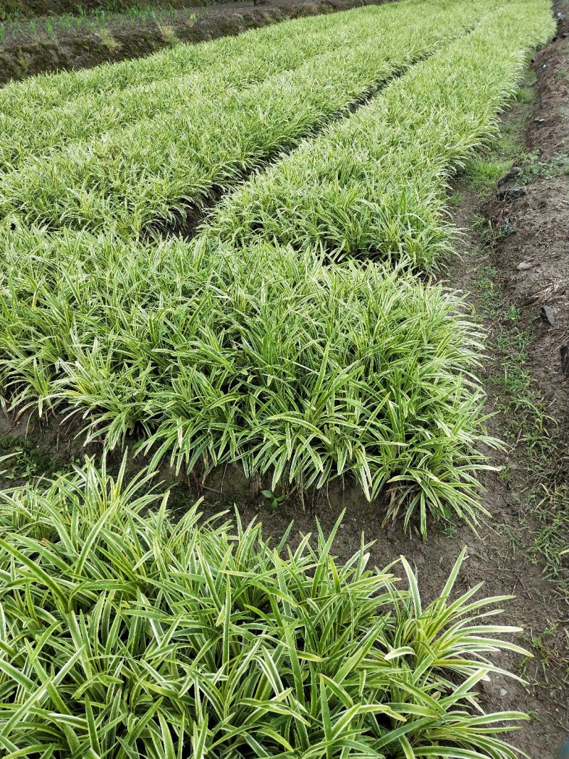 金边麦冬，基地现货大量有货，金边阔叶麦冬