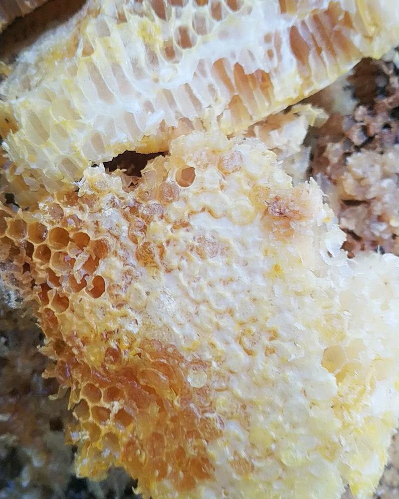 土蜂蜜大山深处的蜂蜜