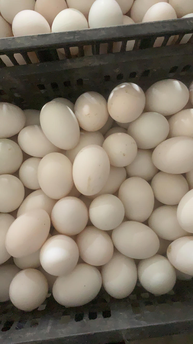 农村特产，大桶蛋，质量保证，大鸭蛋，桶装鹅蛋