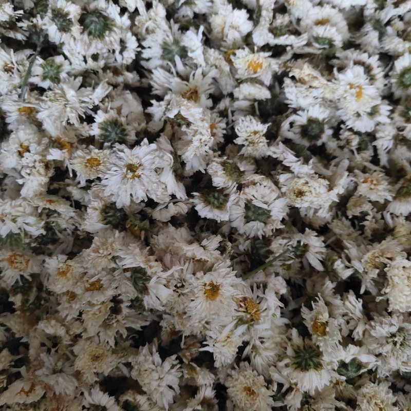 菊花安徽黄山贡菊花七月菊茶用关书药业