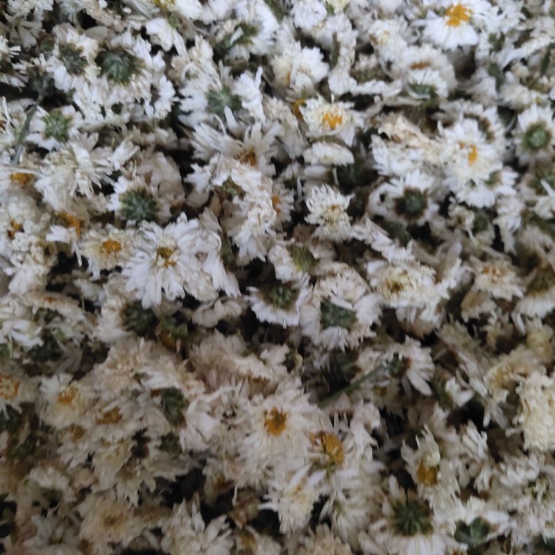 菊花安徽黄山贡菊花七月菊茶用关书药业