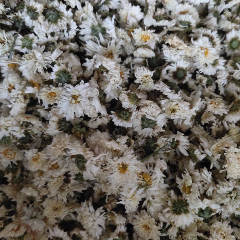 菊花安徽黄山贡菊花七月菊茶用关书药业