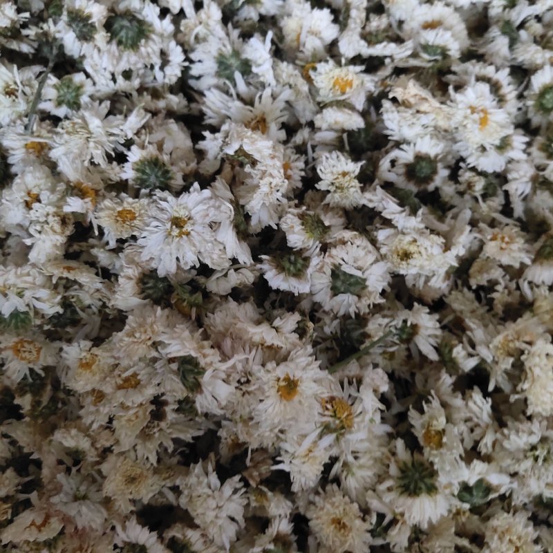 菊花安徽黄山贡菊花七月菊茶用关书药业