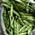 黑龙江新开园豆角油豆角质量好价格低提供空运服务
