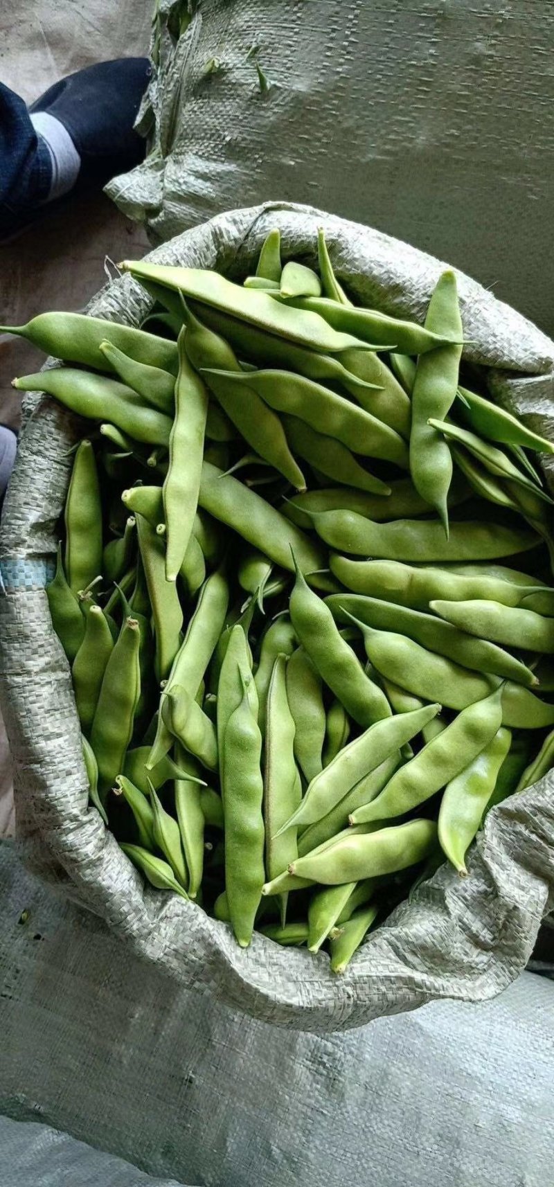 黑龙江新开园豆角油豆角质量好价格低提供空运服务