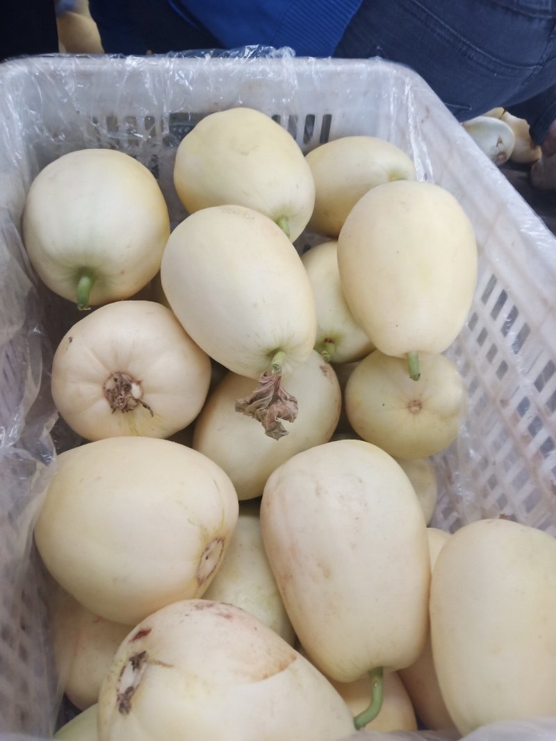 小蜜峰甜瓜大量上市熟度好口感脆甜，支持各平台电商一件代发