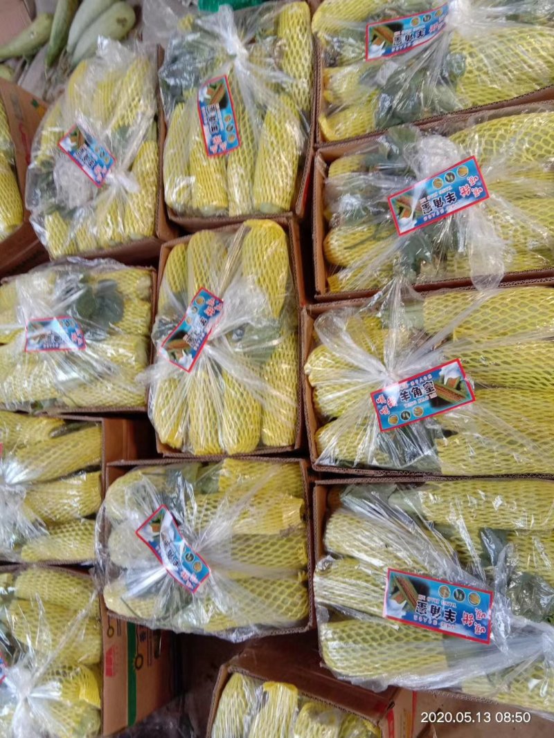 小蜜峰甜瓜大量上市熟度好口感脆甜，支持各平台电商一件代发