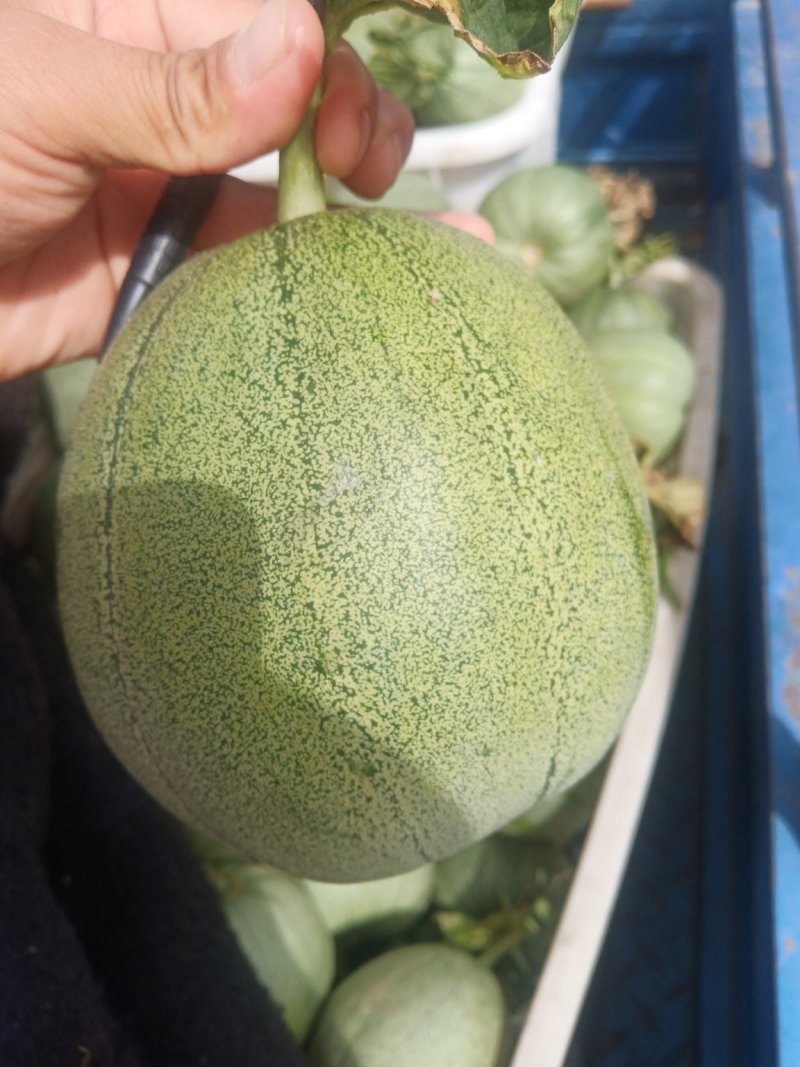 小蜜峰甜瓜大量上市熟度好口感脆甜，支持各平台电商一件代发