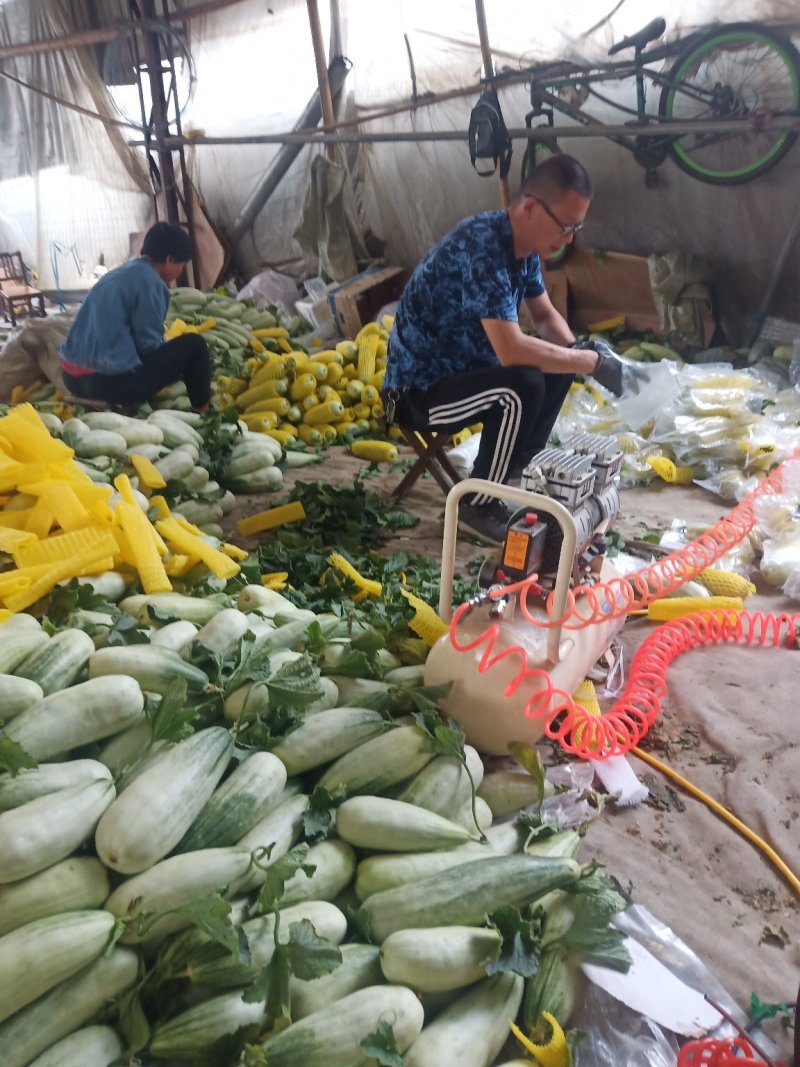 小蜜峰甜瓜大量上市熟度好口感脆甜，支持各平台电商一件代发