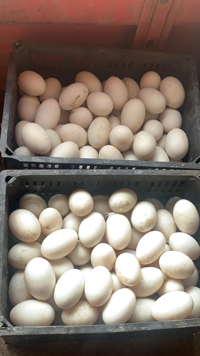 鹅蛋，盒装鹅蛋，桶装鹅蛋，双黄鸭蛋，双黄鹅蛋，雁鹅蛋