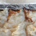 即食海蛰头，凉拌，直接吃，大量有货，欢迎订购
