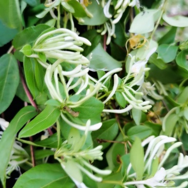 泡边喝。纯野生金银花，金银花，金银花露，金银花茶