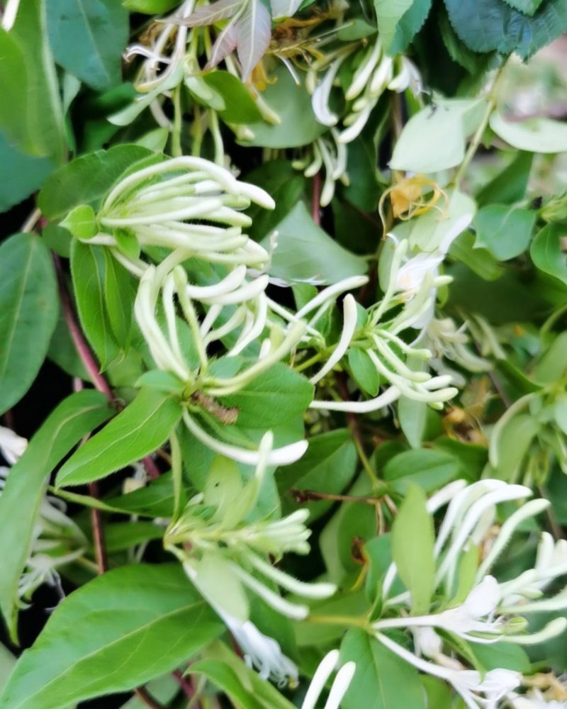 泡边喝。纯野生金银花，金银花，金银花露，金银花茶