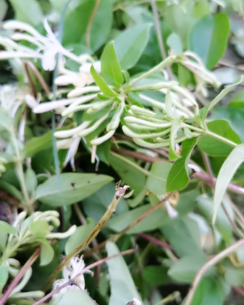 泡边喝。纯野生金银花，金银花，金银花露，金银花茶