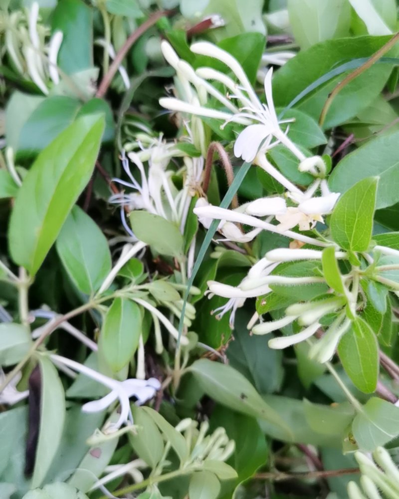 泡边喝。纯野生金银花，金银花，金银花露，金银花茶
