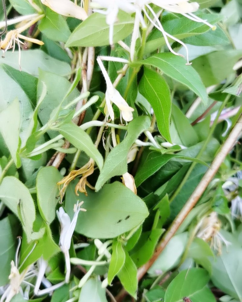 泡边喝。纯野生金银花，金银花，金银花露，金银花茶