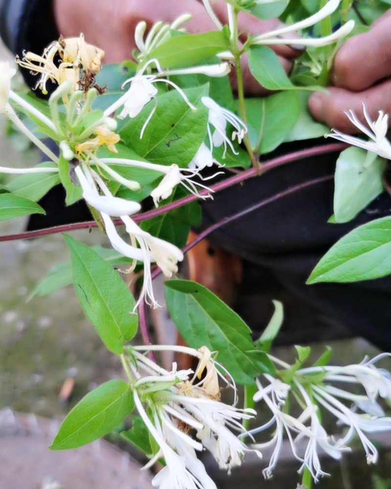 泡边喝。纯野生金银花，金银花，金银花露，金银花茶
