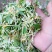 泡边喝。纯野生金银花，金银花，金银花露，金银花茶
