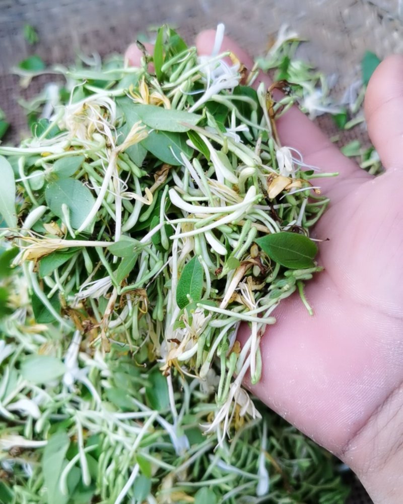 泡边喝。纯野生金银花，金银花，金银花露，金银花茶