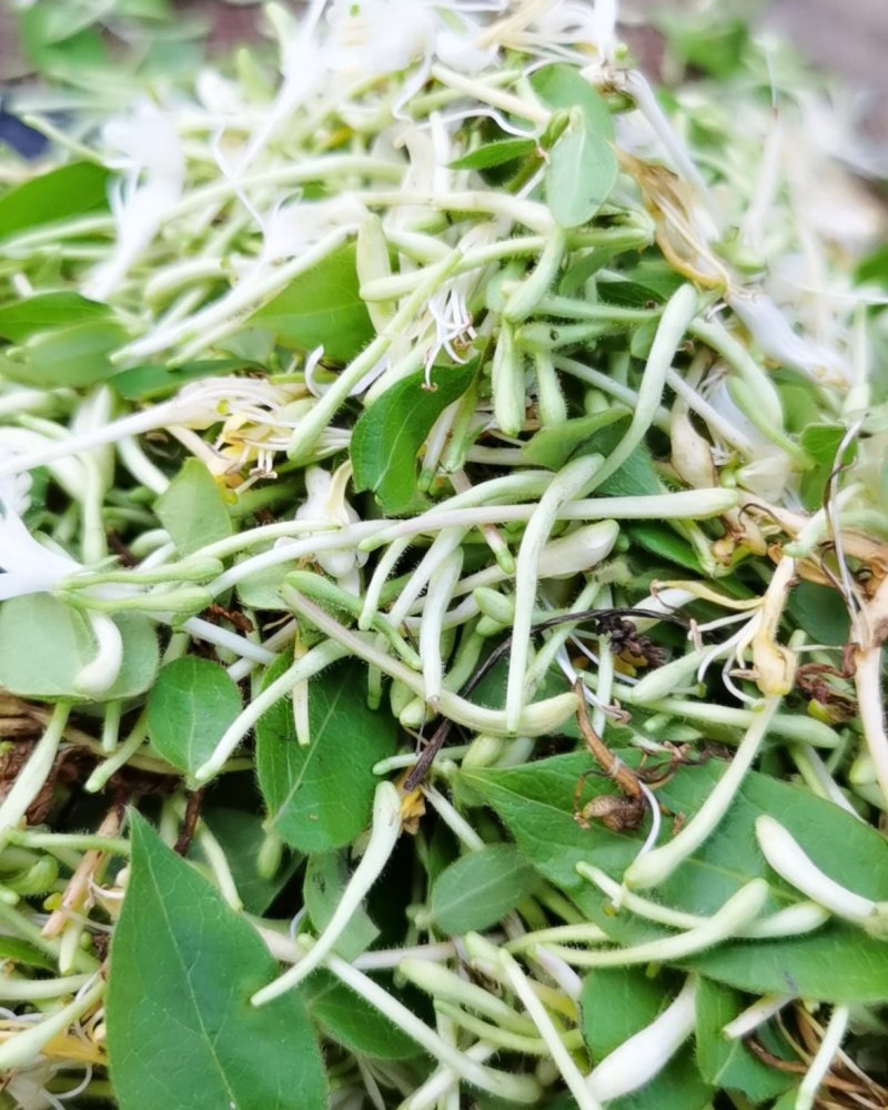 泡边喝。纯野生金银花，金银花，金银花露，金银花茶