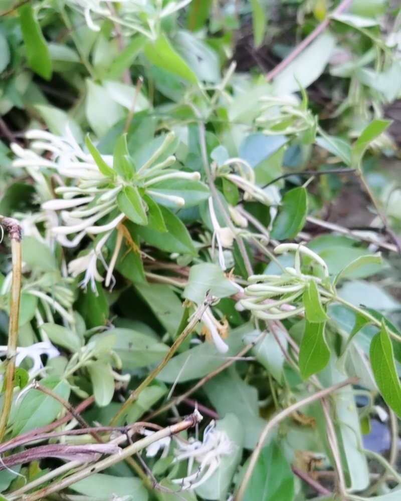 泡边喝。纯野生金银花，金银花，金银花露，金银花茶