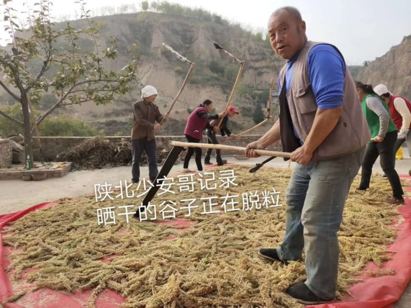 陕北小米米脂小米农家月子小米一件代发专做供应链