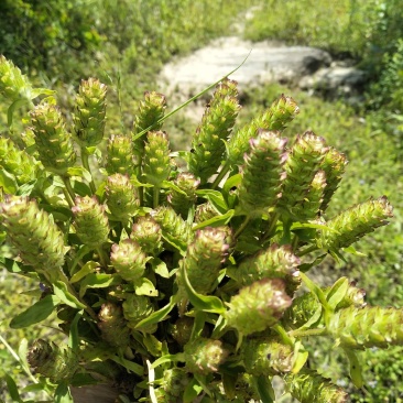 夏谷草
