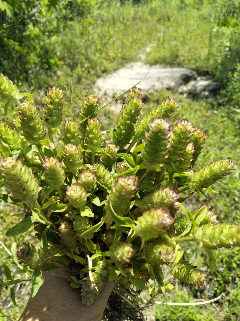 夏谷草