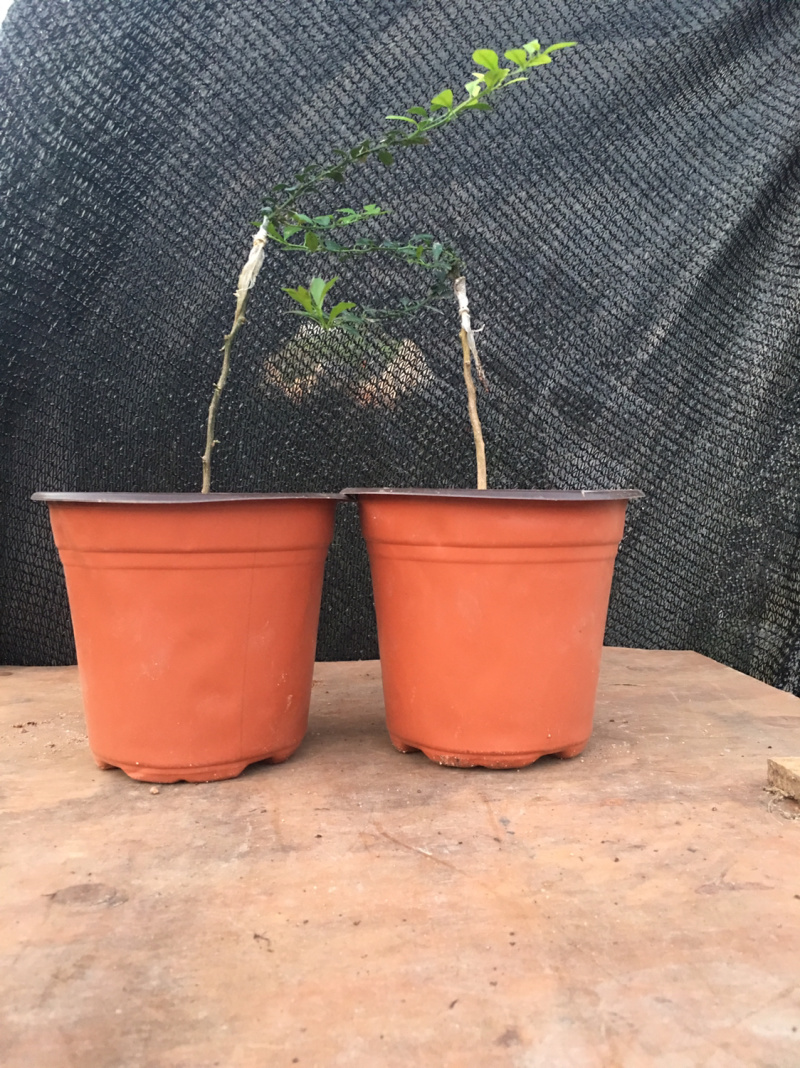 柠檬澳洲手指柠檬苗适合南北种植家庭盆种植耐寒耐旱