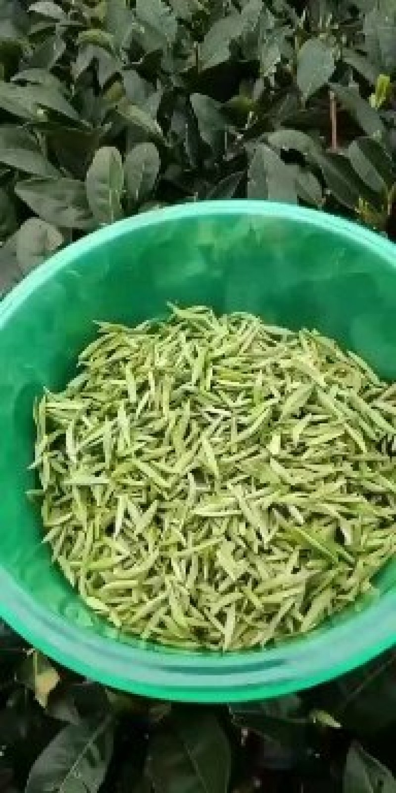 白茶