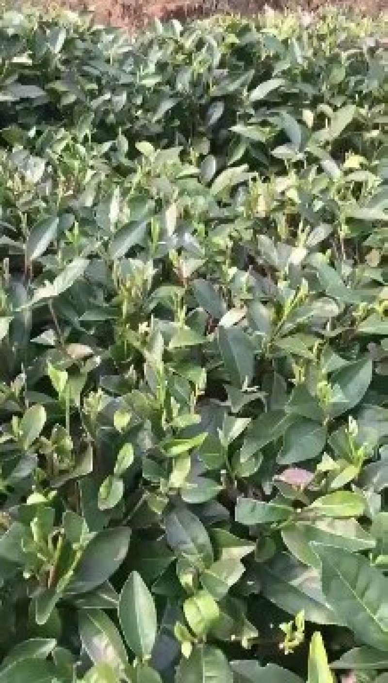 白茶