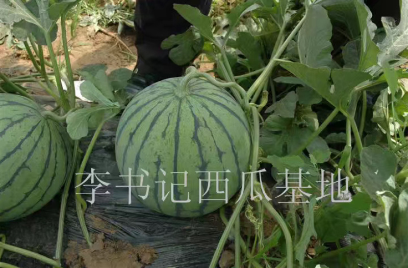 好货推荐河北西瓜一手货源大量供应皮薄肉甜