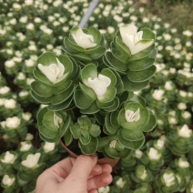 金钱木金钱木锦多肉植物基地整箱批发