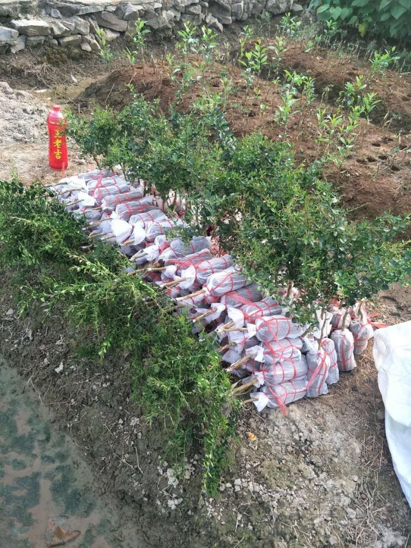澳洲手指柠檬苗澳洲指橙四季结果柠檬苗广东香水柠檬树苗